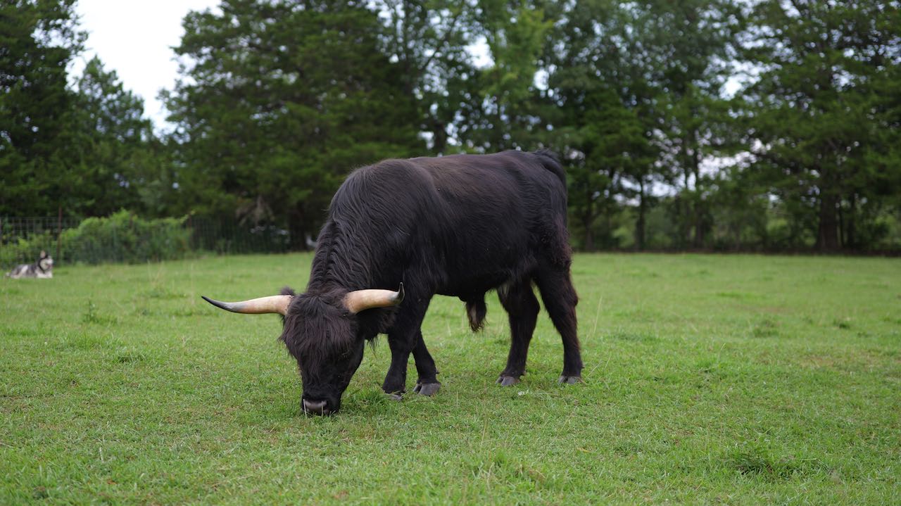 AHCA registered Highland bull for sale. Perfect specimen.